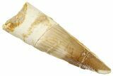 Fossil Spinosaurus Tooth - Real Dinosaur Tooth #269197-1